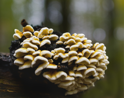 <i class='fa fa-user'></i>&nbsp;janvangastel&nbsp;|  Plooivlieswaaiertje&nbsp; <i class='fa fa-eye'>&nbsp;48</i> &nbsp; <i class='fa fa-comment-o'>&nbsp;2</i>