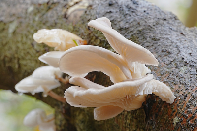 <i class='fa fa-user'></i>&nbsp;hesterb&nbsp;|  Oesterzwam&nbsp; <i class='fa fa-eye'>&nbsp;50</i> &nbsp; <i class='fa fa-comment-o'>&nbsp;1</i>