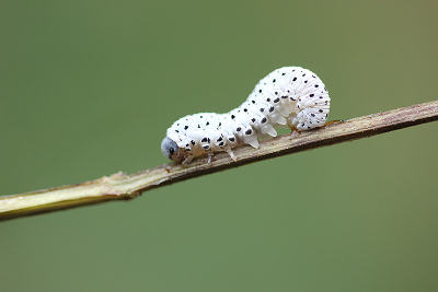 <i class='fa fa-user'></i>&nbsp;Paul Vandebroek&nbsp;|  Helmkruidbladwesp&nbsp; <i class='fa fa-eye'>&nbsp;49</i> &nbsp; <i class='fa fa-comment-o'>&nbsp;3</i>