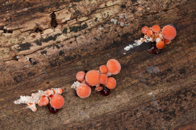 <i class='fa fa-user'></i>&nbsp;Adri Gr Nuelend&nbsp;|  Zalmzwam&nbsp; <i class='fa fa-eye'>&nbsp;94</i> &nbsp;<i class='fa fa-thumbs-up'>&nbsp;2</i> &nbsp; <i class='fa fa-comment-o'>&nbsp;4</i>