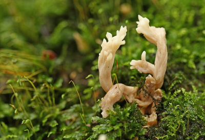 <i class='fa fa-user'></i>&nbsp;Cor&nbsp;|  Rimpelige Koraalzwam&nbsp; <i class='fa fa-eye'>&nbsp;60</i> &nbsp;<i class='fa fa-thumbs-up'>&nbsp;2</i> &nbsp; <i class='fa fa-comment-o'>&nbsp;7</i>