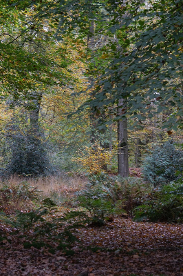 <i class='fa fa-user'></i>&nbsp;Tim Oord&nbsp;|  Herfstbos&nbsp; <i class='fa fa-eye'>&nbsp;67</i> &nbsp; <i class='fa fa-comment-o'>&nbsp;0</i>