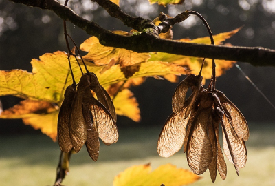 <i class='fa fa-user'></i>&nbsp;binkmte&nbsp;|  Gewone Esdoorn&nbsp; <i class='fa fa-eye'>&nbsp;42</i> &nbsp; <i class='fa fa-comment-o'>&nbsp;3</i>