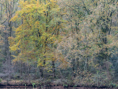 <i class='fa fa-user'></i>&nbsp;Tim Oord&nbsp;|  Herfstbos&nbsp; <i class='fa fa-eye'>&nbsp;73</i> &nbsp; <i class='fa fa-comment-o'>&nbsp;1</i>