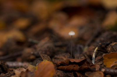 <i class='fa fa-user'></i>&nbsp;Willem Verhagen&nbsp;|  Melksteelmycena&nbsp; <i class='fa fa-eye'>&nbsp;45</i> &nbsp; <i class='fa fa-comment-o'>&nbsp;5</i>