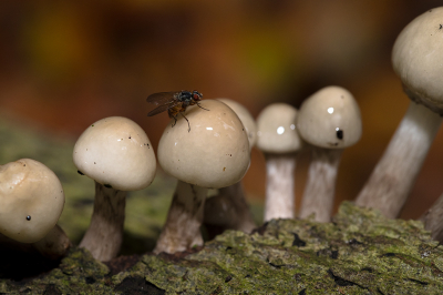 <i class='fa fa-user'></i>&nbsp;Willem Verhagen&nbsp;|  Porseleinzwam&nbsp; <i class='fa fa-eye'>&nbsp;61</i> &nbsp; <i class='fa fa-comment-o'>&nbsp;1</i>