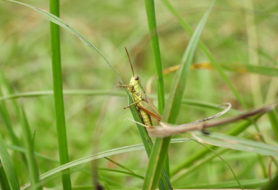 <i class='fa fa-user'></i>&nbsp;Jovanzo&nbsp;|  Gouden Sprinkhaan&nbsp; <i class='fa fa-eye'>&nbsp;74</i> &nbsp; <i class='fa fa-comment-o'>&nbsp;5</i>