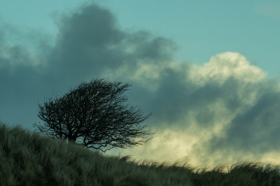 <i class='fa fa-user'></i>&nbsp;Eef Kieft&nbsp;|  Winterse duinen&nbsp; <i class='fa fa-eye'>&nbsp;69</i> &nbsp; <i class='fa fa-comment-o'>&nbsp;2</i>