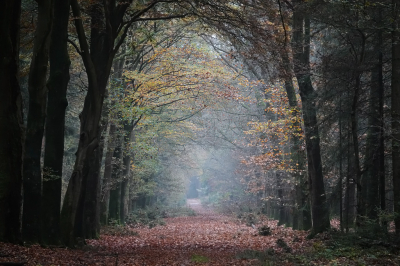 <i class='fa fa-user'></i>&nbsp;nelappelmelk&nbsp;|  Herfstbos&nbsp; <i class='fa fa-eye'>&nbsp;88</i> &nbsp;<i class='fa fa-thumbs-up'>&nbsp;2</i> &nbsp; <i class='fa fa-comment-o'>&nbsp;4</i>