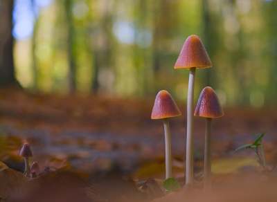 Psathyrella conopilus / Langsteelfranjehoed / Conical Brittlestem
