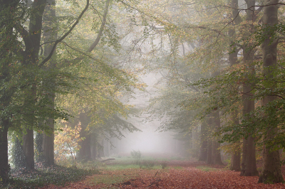 <i class='fa fa-user'></i>&nbsp;Pieter  LJ&nbsp;|  Herfstsfeer&nbsp; <i class='fa fa-eye'>&nbsp;110</i> &nbsp;<i class='fa fa-thumbs-up'>&nbsp;9</i> &nbsp; <i class='fa fa-comment-o'>&nbsp;8</i>