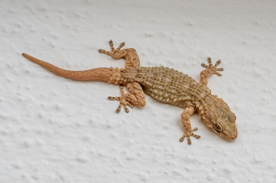 <i class='fa fa-user'></i>&nbsp;Johan van Gurp&nbsp;|  Muurgekko&nbsp; <i class='fa fa-eye'>&nbsp;70</i> &nbsp;<i class='fa fa-thumbs-up'>&nbsp;2</i> &nbsp; <i class='fa fa-comment-o'>&nbsp;4</i>