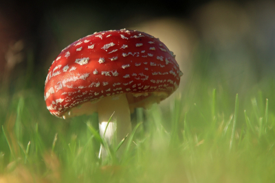 <i class='fa fa-user'></i>&nbsp;Tineke Strijbosch&nbsp;|  Vliegenzwam&nbsp; <i class='fa fa-eye'>&nbsp;59</i> &nbsp;<i class='fa fa-thumbs-up'>&nbsp;2</i> &nbsp; <i class='fa fa-comment-o'>&nbsp;4</i>