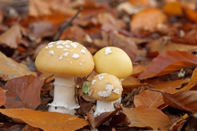 <i class='fa fa-user'></i>&nbsp;Jelle Bakker&nbsp;|  Narcisamaniet&nbsp; <i class='fa fa-eye'>&nbsp;76</i> &nbsp; <i class='fa fa-comment-o'>&nbsp;2</i>