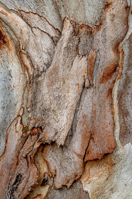 <i class='fa fa-user'></i>&nbsp;Johan van Gurp&nbsp;|  Blauwe Gomboom&nbsp; <i class='fa fa-eye'>&nbsp;57</i> &nbsp; <i class='fa fa-comment-o'>&nbsp;2</i>