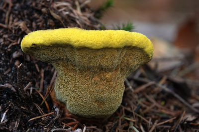 Het is op de meeste plekken wel gedaan met de paddenstoelen bij mij in de buurt, op een wat hoger terrein toch nog enkele kunnen vinden waaronder deze Dennenvoetzwam op een vrij donkere plek.