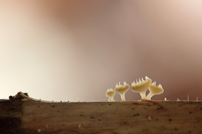 <i class='fa fa-user'></i>&nbsp;Pieter  LJ&nbsp;|  Gekroond Geleikelkje&nbsp; <i class='fa fa-eye'>&nbsp;96</i> &nbsp;<i class='fa fa-thumbs-up'>&nbsp;3</i> &nbsp; <i class='fa fa-comment-o'>&nbsp;4</i>