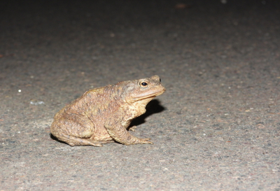 <i class='fa fa-user'></i>&nbsp;Jovanzo&nbsp;|  Gewone Pad&nbsp; <i class='fa fa-eye'>&nbsp;59</i> &nbsp; <i class='fa fa-comment-o'>&nbsp;2</i>