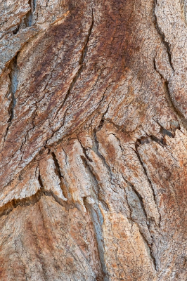 <i class='fa fa-user'></i>&nbsp;Johan van Gurp&nbsp;|  Blauwe Gomboom&nbsp; <i class='fa fa-eye'>&nbsp;52</i> &nbsp; <i class='fa fa-comment-o'>&nbsp;0</i>