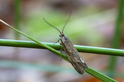 <i class='fa fa-user'></i>&nbsp;Martin Verbeeten&nbsp;|  Herfstkortvleugelmot&nbsp; <i class='fa fa-eye'>&nbsp;35</i> &nbsp; <i class='fa fa-comment-o'>&nbsp;1</i>