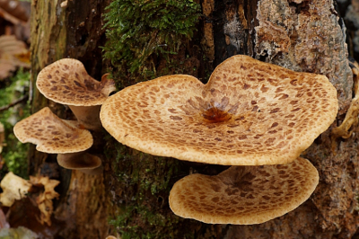 <i class='fa fa-user'></i>&nbsp;Jelle Bakker&nbsp;|  Zadelzwam&nbsp; <i class='fa fa-eye'>&nbsp;47</i> &nbsp; <i class='fa fa-comment-o'>&nbsp;2</i>