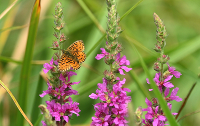 <i class='fa fa-user'></i>&nbsp;Eric Gibcus&nbsp;|  Zilveren Maan&nbsp; <i class='fa fa-eye'>&nbsp;72</i> &nbsp;<i class='fa fa-thumbs-up'>&nbsp;1</i> &nbsp; <i class='fa fa-comment-o'>&nbsp;1</i>