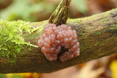 <i class='fa fa-user'></i>&nbsp;Jelle Bakker&nbsp;|  Zakjestrilzwam&nbsp; <i class='fa fa-eye'>&nbsp;59</i> &nbsp; <i class='fa fa-comment-o'>&nbsp;0</i>