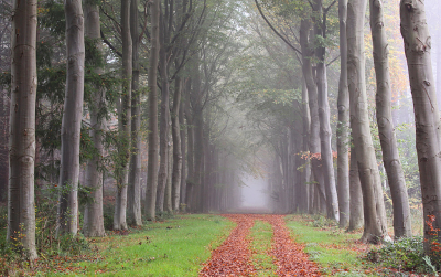 <i class='fa fa-user'></i>&nbsp;Pieter  LJ&nbsp;|  Statige beukengalerij&nbsp; <i class='fa fa-eye'>&nbsp;65</i> &nbsp;<i class='fa fa-thumbs-up'>&nbsp;1</i> &nbsp; <i class='fa fa-comment-o'>&nbsp;2</i>