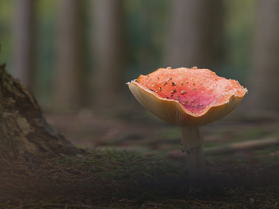 <i class='fa fa-user'></i>&nbsp;janvangastel&nbsp;|  Vliegenzwam&nbsp; <i class='fa fa-eye'>&nbsp;78</i> &nbsp;<i class='fa fa-thumbs-up'>&nbsp;9</i> &nbsp; <i class='fa fa-comment-o'>&nbsp;8</i>