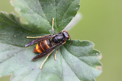 <i class='fa fa-user'></i>&nbsp;Paul Vandebroek&nbsp;|  Aziatische Hoornaar&nbsp; <i class='fa fa-eye'>&nbsp;60</i> &nbsp; <i class='fa fa-comment-o'>&nbsp;0</i>