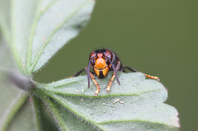 <i class='fa fa-user'></i>&nbsp;Paul Vandebroek&nbsp;|  Aziatische Hoornaar&nbsp; <i class='fa fa-eye'>&nbsp;71</i> &nbsp;<i class='fa fa-thumbs-up'>&nbsp;1</i> &nbsp; <i class='fa fa-comment-o'>&nbsp;6</i>