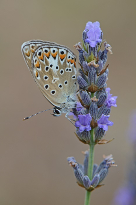 <i class='fa fa-user'></i>&nbsp;koekieman&nbsp;|  Groot Tragantblauwtje&nbsp; <i class='fa fa-eye'>&nbsp;71</i> &nbsp;<i class='fa fa-thumbs-up'>&nbsp;6</i> &nbsp; <i class='fa fa-comment-o'>&nbsp;2</i>