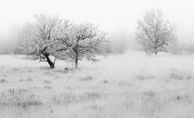 <i class='fa fa-user'></i>&nbsp;Pieter  LJ&nbsp;|  Bomen in mist&nbsp; <i class='fa fa-eye'>&nbsp;86</i> &nbsp;<i class='fa fa-thumbs-up'>&nbsp;6</i> &nbsp; <i class='fa fa-comment-o'>&nbsp;1</i>