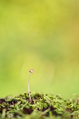 <i class='fa fa-user'></i>&nbsp;Pieter  LJ&nbsp;|  Mycena sp&nbsp; <i class='fa fa-eye'>&nbsp;47</i> &nbsp;<i class='fa fa-thumbs-up'>&nbsp;1</i> &nbsp; <i class='fa fa-comment-o'>&nbsp;4</i>