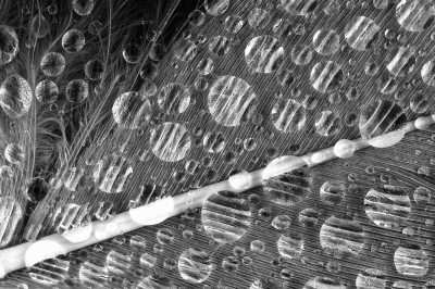  / Waterdruppels op een veertje / Water drops