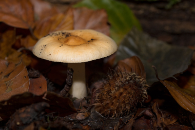 <i class='fa fa-user'></i>&nbsp;Willem Verhagen&nbsp;|  Beukenrussula&nbsp; <i class='fa fa-eye'>&nbsp;47</i> &nbsp; <i class='fa fa-comment-o'>&nbsp;1</i>