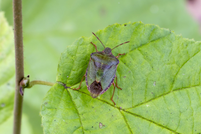 <i class='fa fa-user'></i>&nbsp;Martin Verbeeten&nbsp;|  Groene Schildwants&nbsp; <i class='fa fa-eye'>&nbsp;48</i> &nbsp; <i class='fa fa-comment-o'>&nbsp;0</i>