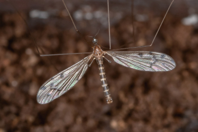 <i class='fa fa-user'></i>&nbsp;Johan van Gurp&nbsp;|  Stronktienvlek&nbsp; <i class='fa fa-eye'>&nbsp;54</i> &nbsp;<i class='fa fa-thumbs-up'>&nbsp;1</i> &nbsp; <i class='fa fa-comment-o'>&nbsp;3</i>