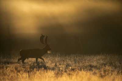 <i class='fa fa-user'></i>&nbsp;Patrick Blom&nbsp;|  Damhert&nbsp; <i class='fa fa-eye'>&nbsp;107</i> &nbsp;<i class='fa fa-thumbs-up'>&nbsp;12</i> &nbsp; <i class='fa fa-comment-o'>&nbsp;9</i>