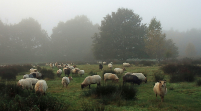 <i class='fa fa-user'></i>&nbsp;Tineke Strijbosch&nbsp;|  Schaapskudde&nbsp; <i class='fa fa-eye'>&nbsp;86</i> &nbsp;<i class='fa fa-thumbs-up'>&nbsp;2</i> &nbsp; <i class='fa fa-comment-o'>&nbsp;5</i>