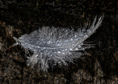 <i class='fa fa-user'></i>&nbsp;Johan van Gurp&nbsp;|  Nat veertje&nbsp; <i class='fa fa-eye'>&nbsp;73</i> &nbsp;<i class='fa fa-thumbs-up'>&nbsp;5</i> &nbsp; <i class='fa fa-comment-o'>&nbsp;6</i>