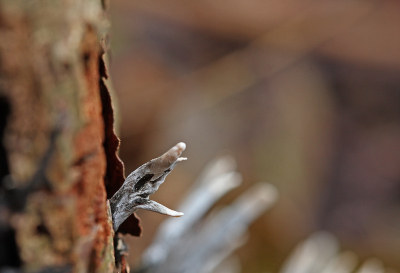 <i class='fa fa-user'></i>&nbsp;Cor&nbsp;|  Geweizwam&nbsp; <i class='fa fa-eye'>&nbsp;58</i> &nbsp; <i class='fa fa-comment-o'>&nbsp;2</i>