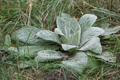 <i class='fa fa-user'></i>&nbsp;Paul Vandebroek&nbsp;|  Koningskaars&nbsp; <i class='fa fa-eye'>&nbsp;59</i> &nbsp; <i class='fa fa-comment-o'>&nbsp;2</i>