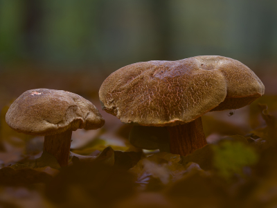 <i class='fa fa-user'></i>&nbsp;janvangastel&nbsp;|  Roodsteelfluweelboleet&nbsp; <i class='fa fa-eye'>&nbsp;63</i> &nbsp; <i class='fa fa-comment-o'>&nbsp;3</i>