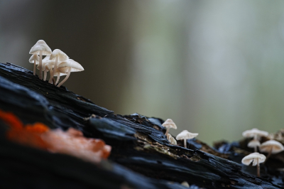 <i class='fa fa-user'></i>&nbsp;hesterb&nbsp;|  Helmmycena&nbsp; <i class='fa fa-eye'>&nbsp;93</i> &nbsp; <i class='fa fa-comment-o'>&nbsp;5</i>