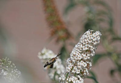 <i class='fa fa-user'></i>&nbsp;Cor&nbsp;|  Kolibrievlinder&nbsp; <i class='fa fa-eye'>&nbsp;93</i> &nbsp;<i class='fa fa-thumbs-up'>&nbsp;3</i> &nbsp; <i class='fa fa-comment-o'>&nbsp;6</i>