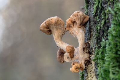 <i class='fa fa-user'></i>&nbsp;Johan van Gurp&nbsp;|  Porseleinzwam&nbsp; <i class='fa fa-eye'>&nbsp;76</i> &nbsp; <i class='fa fa-comment-o'>&nbsp;2</i>