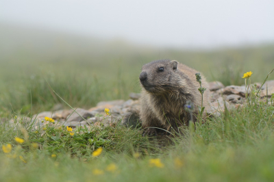 <i class='fa fa-user'></i>&nbsp;koekieman&nbsp;|  Alpenmarmot&nbsp; <i class='fa fa-eye'>&nbsp;104</i> &nbsp;<i class='fa fa-thumbs-up'>&nbsp;10</i> &nbsp; <i class='fa fa-comment-o'>&nbsp;8</i>