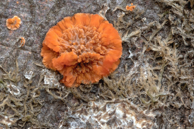 <i class='fa fa-user'></i>&nbsp;Johan van Gurp&nbsp;|  Oranje Aderzwam&nbsp; <i class='fa fa-eye'>&nbsp;67</i> &nbsp;<i class='fa fa-thumbs-up'>&nbsp;3</i> &nbsp; <i class='fa fa-comment-o'>&nbsp;3</i>