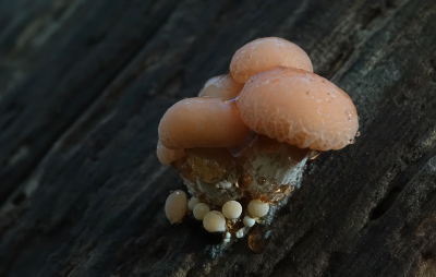 <i class='fa fa-user'></i>&nbsp;nelappelmelk&nbsp;|  Zalmzwam&nbsp; <i class='fa fa-eye'>&nbsp;88</i> &nbsp;<i class='fa fa-thumbs-up'>&nbsp;2</i> &nbsp; <i class='fa fa-comment-o'>&nbsp;5</i>